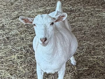 White goat standing on straw-covered ground.