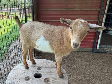 A brown and white goat standing on a wooden spool.