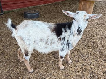 A white and black spotted goat standing on dirt.