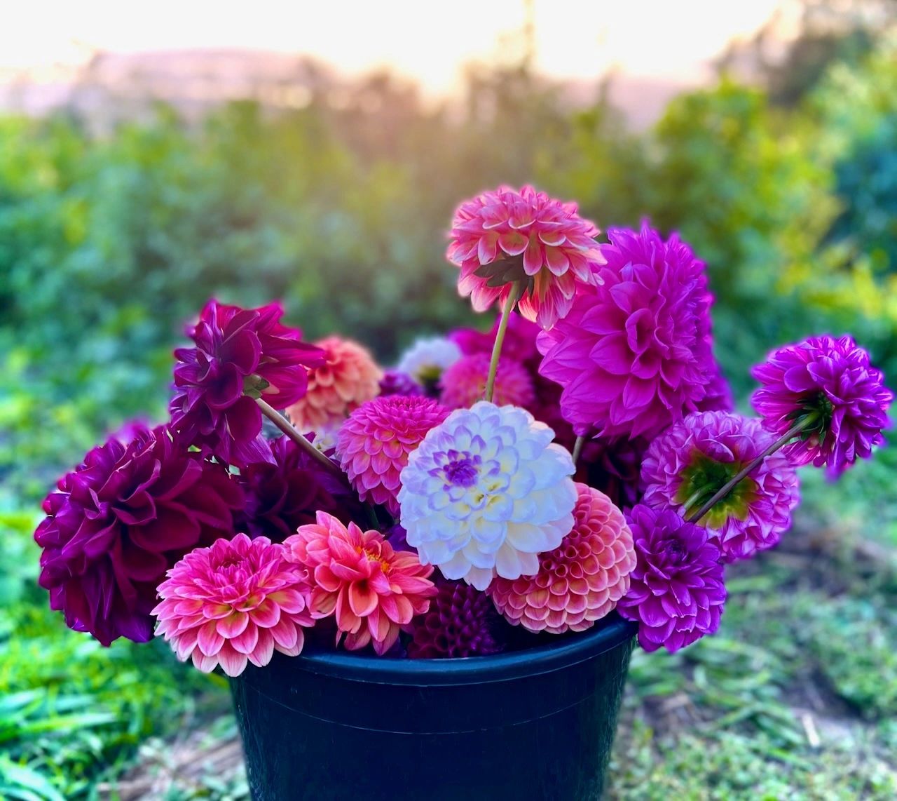 Bucket of dahlia at sunset.