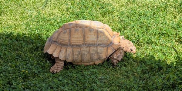 Tortoise walking on green grass.