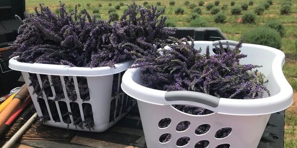 Lavender from our Lavender farm and bed and breakfast. 