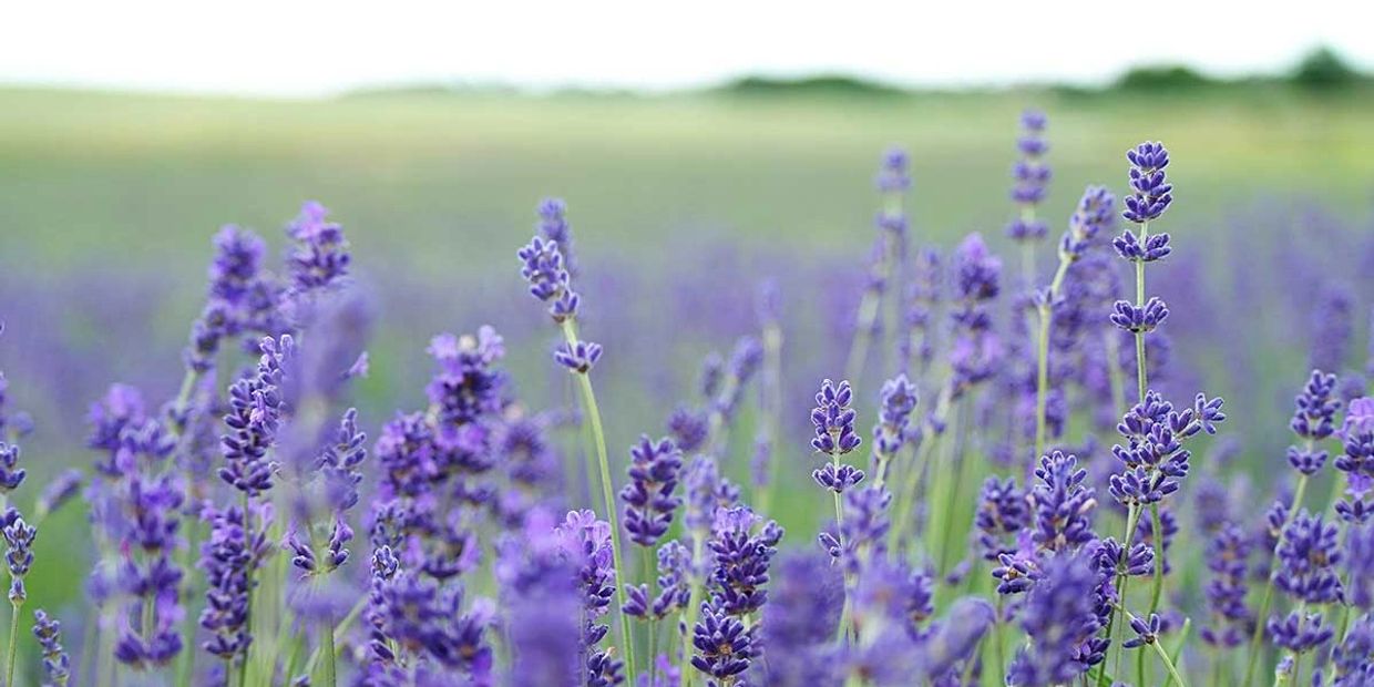 Lavender from our Lavender farm and bed and breakfast. 