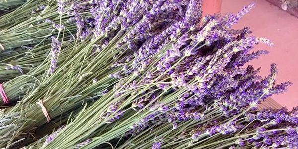 Lavender from our Lavender farm and bed and breakfast. 