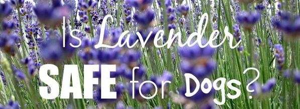 Lavender & Pups