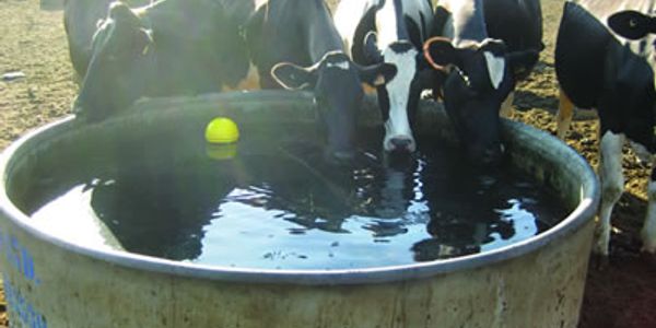 Water trough