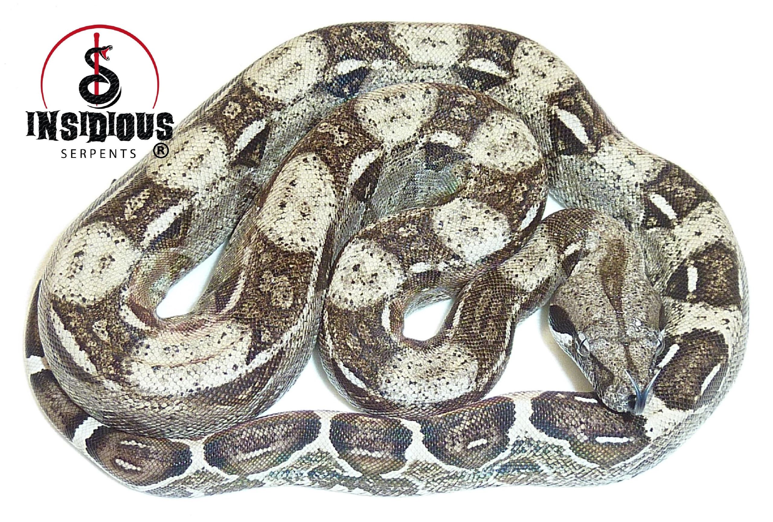 Columbian Boa Constrictor