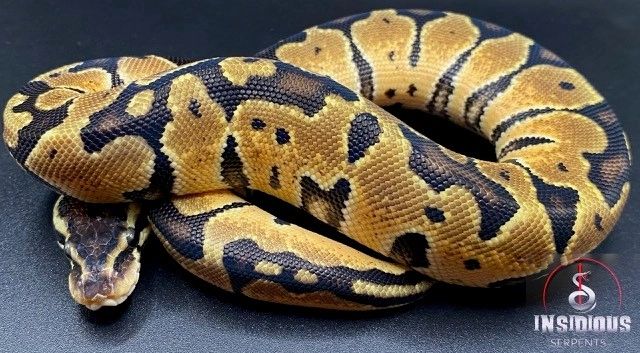 Pastel Ball Python Female
