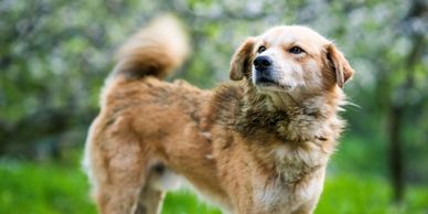Furry friend at Naggarville Homestay in Himachal
