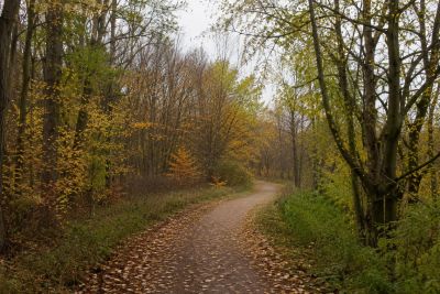 A peaceful woodland path in late autumn with soft natural light, changing leaves, and a trail that c