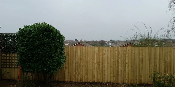 A newly installed wooden fence with trimmed bushes on a cloudy day.