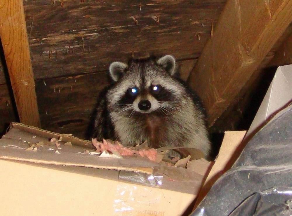 How To Protect Your Crawlspace From Animals In Winter - Critter Control of  the Triangle