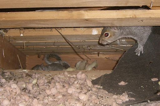 Animal In the Attic - How to Get Animals Out Of Your Attic