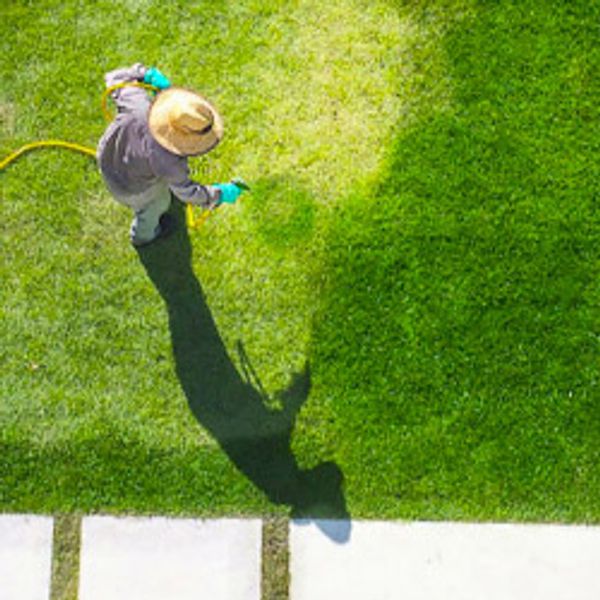 Man with hat spraying green grass more green.