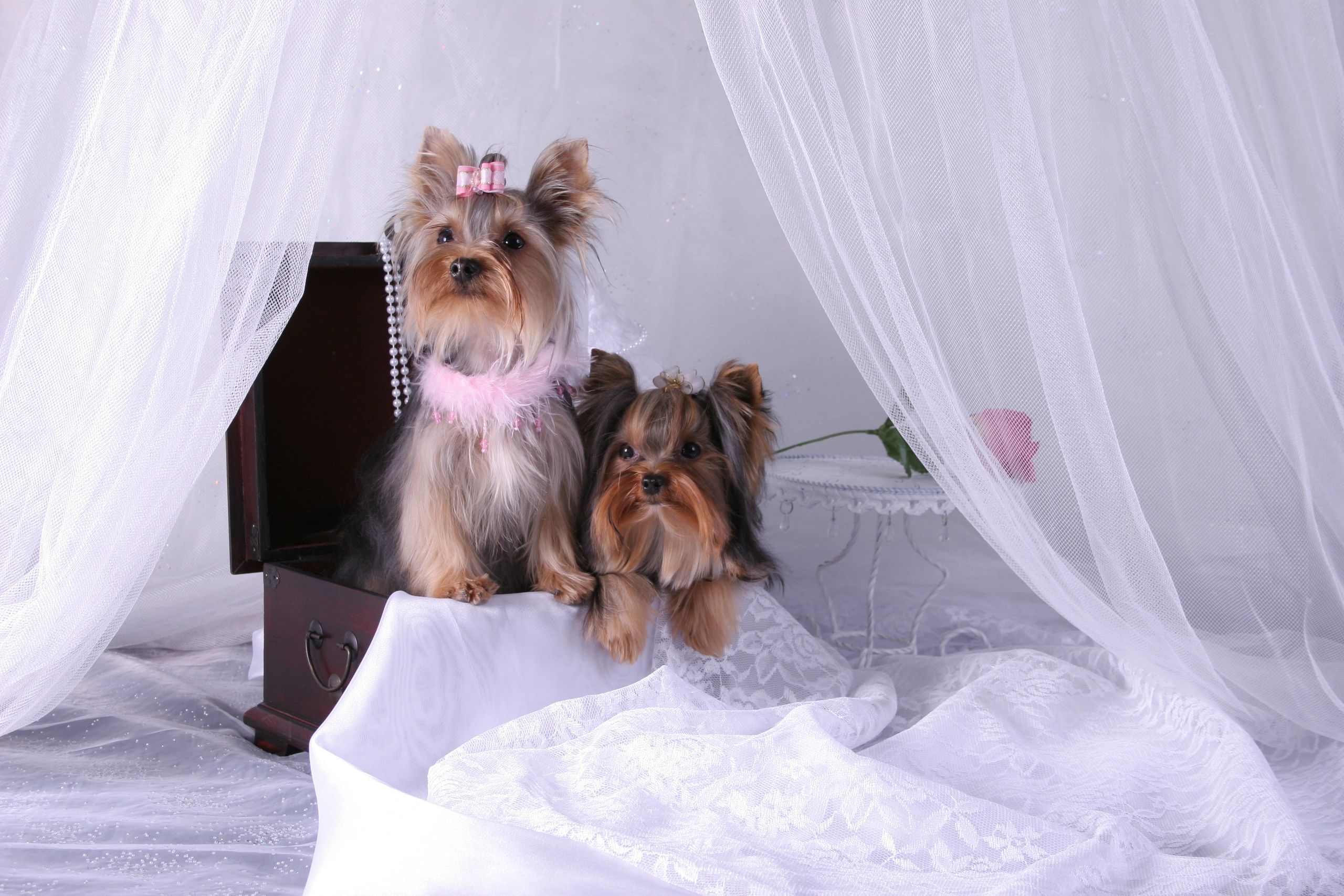 Luxuria Pet Spa dog grooming listing photo