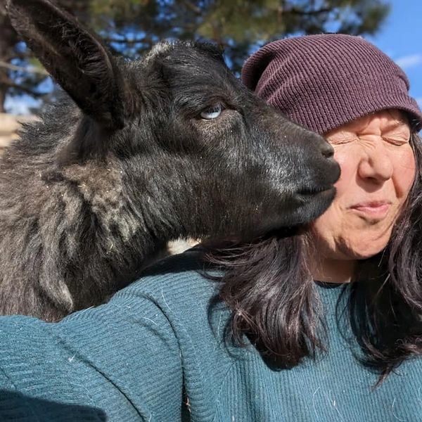 A black sheep nuzzles a woman wearing a purple beanie and teal sweater outdoors.
