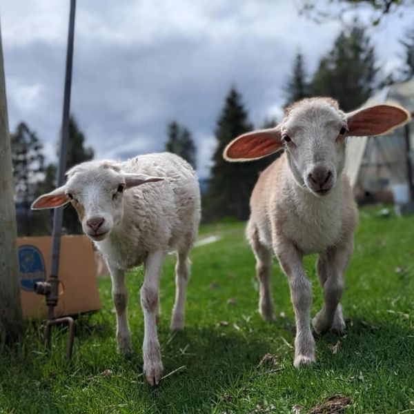 Two lambs walking on grass.
