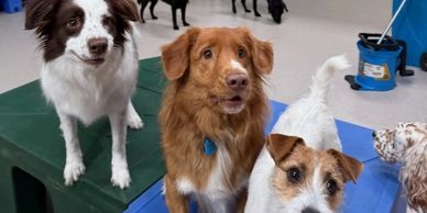 Dogs playing