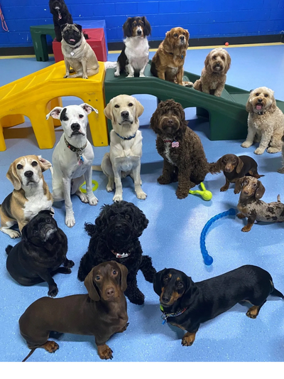 Dog group photo 