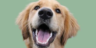Smiling golden retriever 