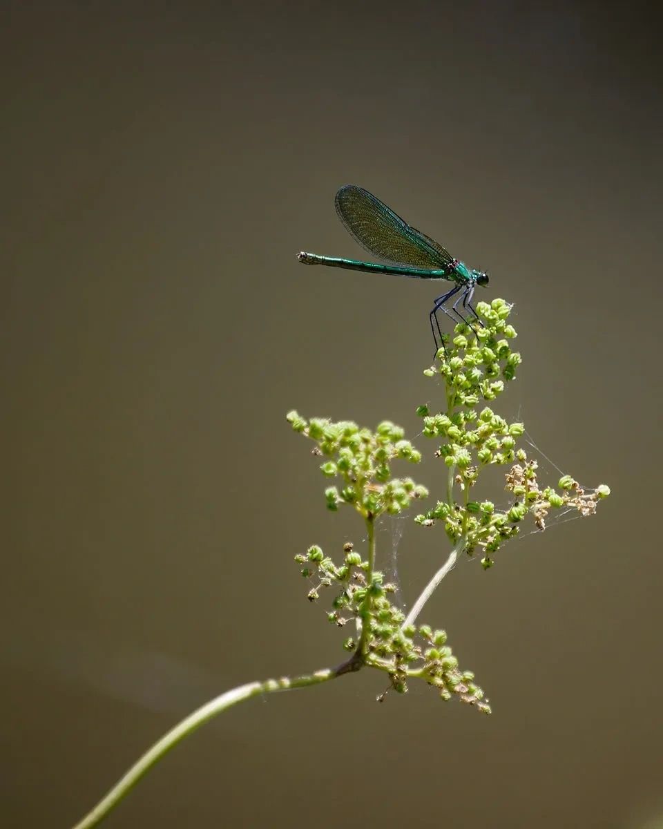 Description: A close-up, shallow-depth-of-field shot of a female demoiselle damselfly with a metalli