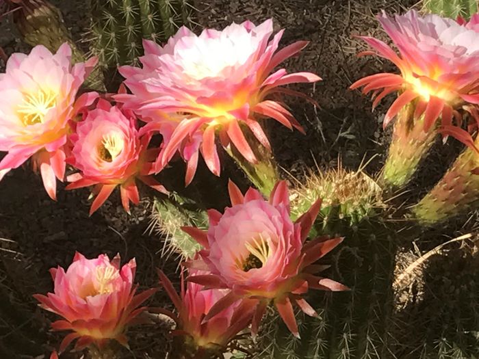 Cactus flowers in bloom, shades of pink and yellow