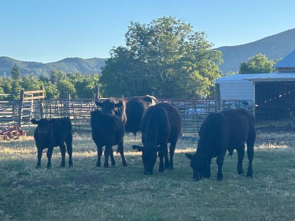 Cows 