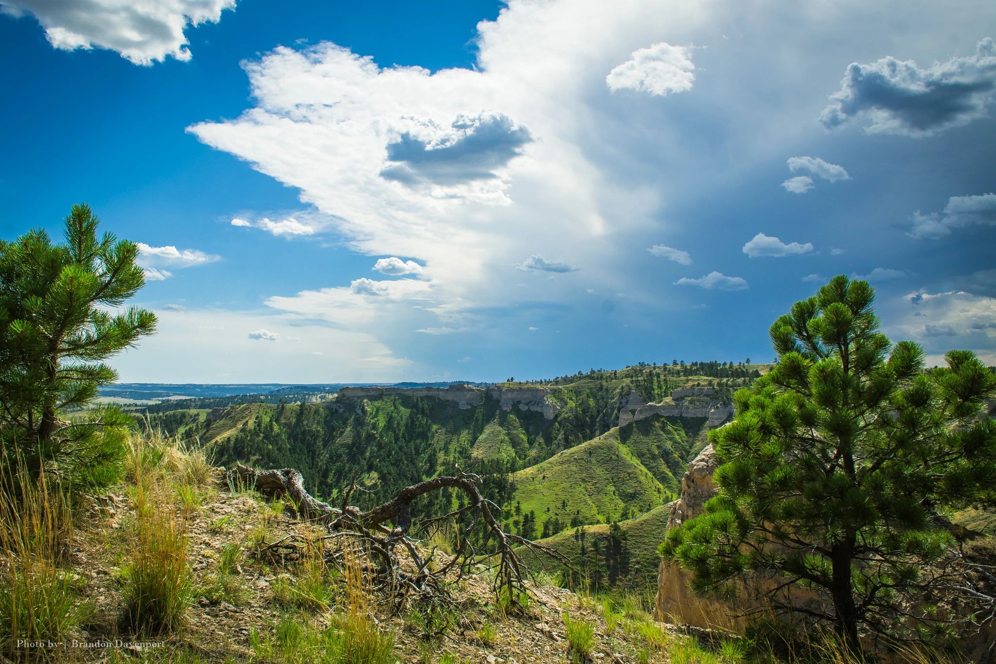 A blue sky with clouds is overhead while green hills and canyons are dotted with Ponderosa Pine tree