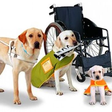 Service dog training Los Angeles. Service Dog training Orange County. Board and train dog trainer