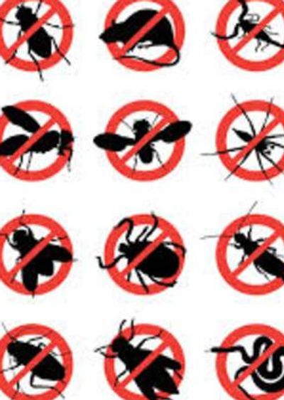 No pest signs including bugs and rodents.