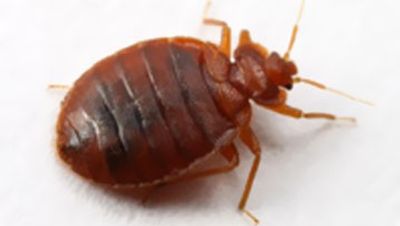 Extermination Pest Control Gestion Parasitaire Montreal Laval Rive-Nord Bed bugs Bedbugs Bed bug 