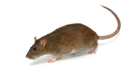 Extermination Pest Control Gestion Parasitaire Mouse Mice Souris Rats Rat Montreal Laval Rive-Nord 