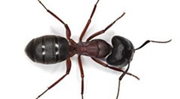 Extermination Pest Control Gestion Parasitaire Montreal Laval Rive-Nord Carpenter Ants Pavement Ants
