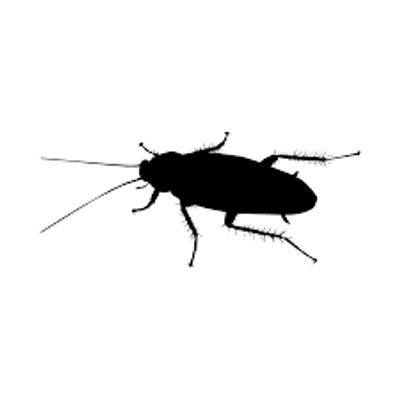 Extermination Pest Control Gestion Parasitaire Montreal Laval Rive-Nord Cockroaches Roaches Rosemere