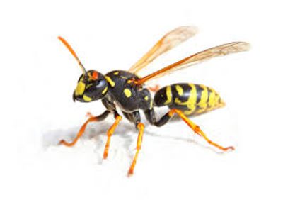 Extermination Pest Control Gestion Parasitaire Montreal Laval Rive-Nord Wasps Bees Guepes Rosemere