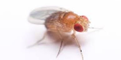 Extermination Pest Control Gestion Parasitaire Montreal Laval Rive-Nord Fruit Flies House Fly Drain 