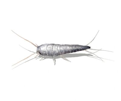 Extermination Pest Control Gestion Parasitaire Montreal Laval Rive-Nord Silverfish Silverfishes 