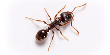 Extermination Pest Control Gestion Parasitaire Montreal Laval Rive-Nord Carpenter Ants Pavement Ants