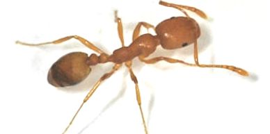 Extermination Pest Control Gestion Parasitaire Montreal Laval Rive-Nord Carpenter Ants Pavement Ants