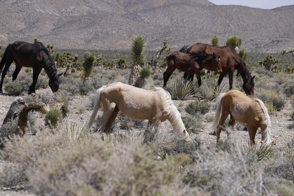 Wild horses grazing in a desert landscape with sparse vegetation.