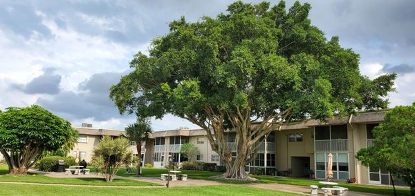 Large tree in a courtyard of residential buildings under a cloudy sky.