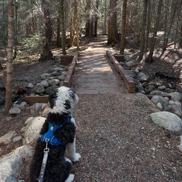 A black and white dog with a blue harness sits at the start of a forest trail bridge.