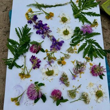 Various colorful wildflowers and green leaves arranged on a white sheet outdoors.