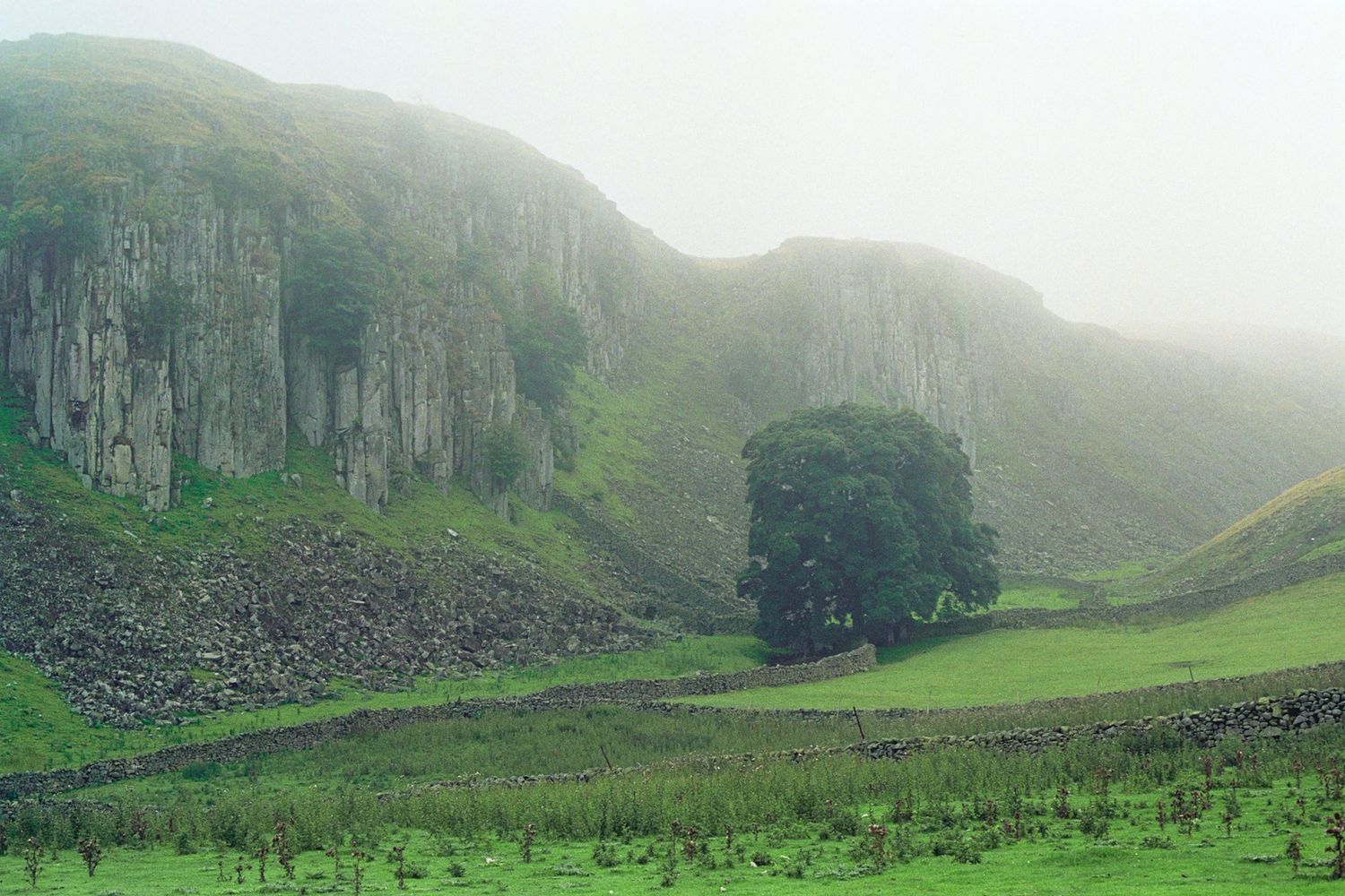 A huge tree sits at the base of a cliff and the edge of a pasture. 