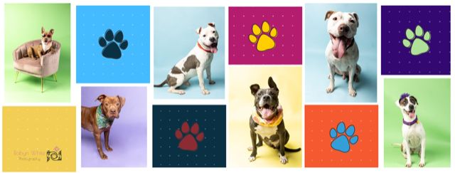 Heartworm Treatment