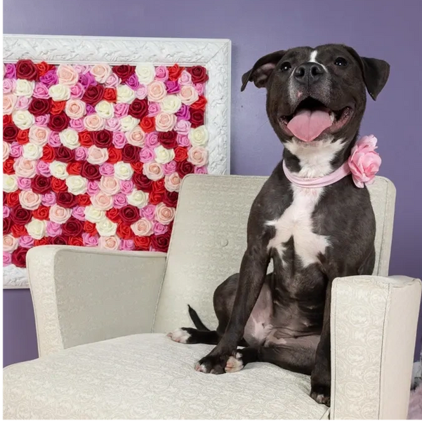 Adoptable dog Mariah posing on a chair.