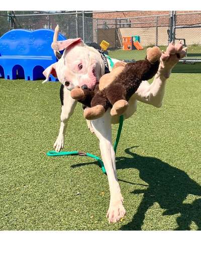  Romping in the play yard gives the dogs time to exert energy. 