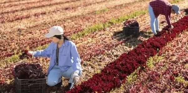 Women farmworkers at work.
