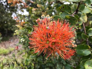 Red ‘Ohi’a lehua. We have thousands of these beauties.