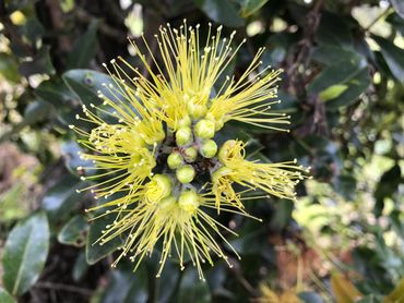 Yellow ‘Ohi’a lehua blossom (Metrosideros polymorpha)